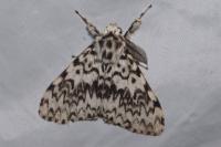 Lymantria monacha