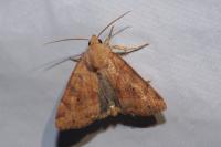 Cosmia trapezina