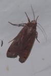 Noctua pronuba