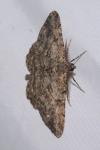 Peribatodes rhomboidaria
