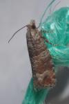Clavigesta sylvestrana