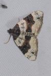Cosmorhoe ocellata