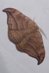 Drepana curvatula