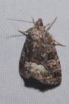 Deltote pygarga
