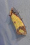 Agapeta zoegana