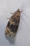 Celypha lacunana