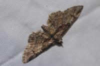 Gymnoscelis rufifasciata