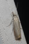 Chrysoteuchia culmella
