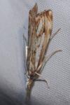 Catoptria falsella
