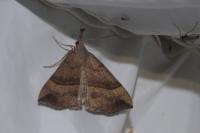 Hypena proboscidalis