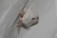 Euproctis chrysorrhoea