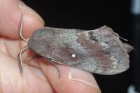 Dendrolimus pini