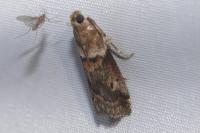 Acrobasis consociella