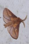 Euthrix potatoria