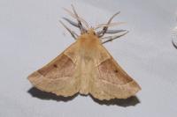Crocallis elinguaria