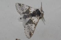 Furcula bicuspis