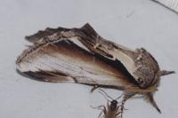 Pheosia gnoma