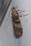 Euzophera pinguis
