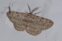 Hypomecis punctinalis