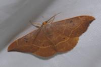 Watsonalla binaria