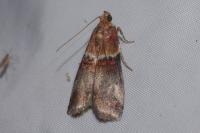 Acrobasis tumidana