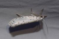 Yponomeuta