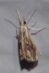 Catoptria verellus