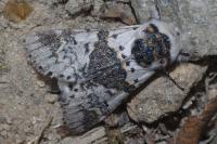 Furcula bicuspis