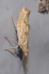 Ypsolopha alpella