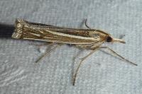 Ancylolomia tentaculella