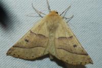 Crocallis elinguaria