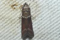 Cryptoblabes bistriga