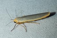 Manulea complana