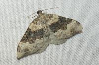 Epirrhoe galiata