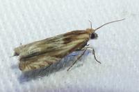 Eucosma cana