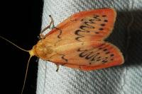 Miltochrista miniata