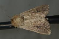 Mythimna ferrago