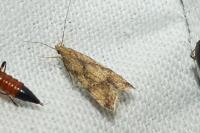 Brachmia blandella