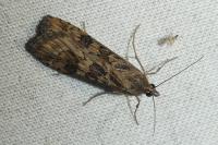 Nomophila noctuella