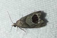 Notocelia uddmanniana