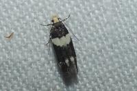 Recurvaria leucatella