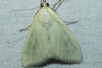 Sitochroa palealis