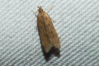 Helcystogramma lutatella