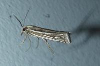 Ancylolomia tentaculella