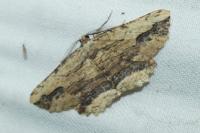 Menophra abruptaria