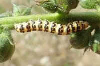 Cucullia lychnitis