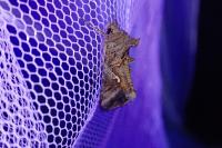 Autographa gamma