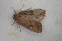 Lacanobia oleracea