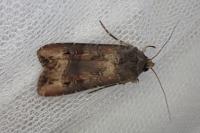Agrotis ipsilon
