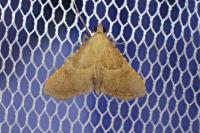 Endotricha flammealis